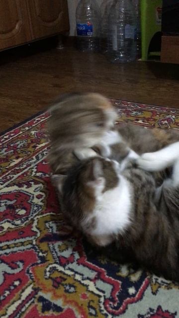 Кошечка Муся и кот Васька