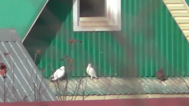 Домашние Голуби Деревня Зинино Республика Башкортостан От 25 Октября 2025 г.