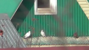 Домашние Голуби Деревня Зинино Республика Башкортостан От 25 Октября 2025 г.