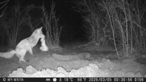 Лиса на лесной кормушке. 5.03.2026 г.