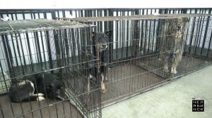 Это Челябинск: Отлов собак