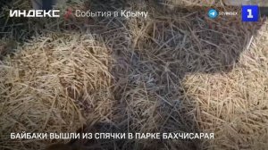 Байбаки вышли из спячки в парке Бахчисарая