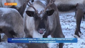 ДОЛГИ ПО ЗАРПЛАТЕ ОЛЕНЕВОДЧЕСКОМУ ПРЕДПРИЯТИЮ ПОМОГУТ ЗАКРЫТЬ ЗА СЧЁТ БЮДЖЕТА КАМЧАТКИ•НОВОСТИ КАМЧА