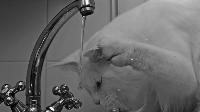 Кошка и вода