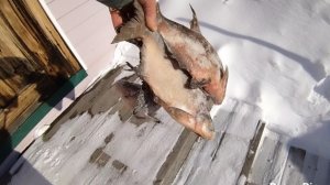 06-03-2026 Рыба для кур / повседневные хлопоты на хозяйстве.