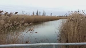 Речка Шамрайка: можно ли превратить замусоренную балку в ещё одну зону отдыха нашего города?