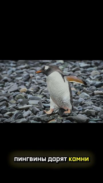 Пингвины