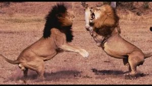 СРАЖАЙСЯ ЗА СЕБЯ