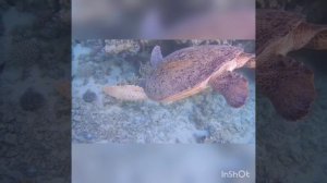 Обворожительная самочка и круууупный самец на северном рифе Марса Мубарак! Iberotel Costa Mares!