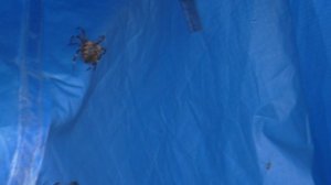 ПАУК КРЕСТОВИК залез в палатку .Экспедиция Зейского заповедника по реке Зея