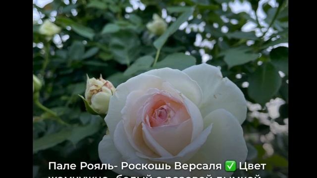 ТОП-4 розы, которые преобразят ваш сад