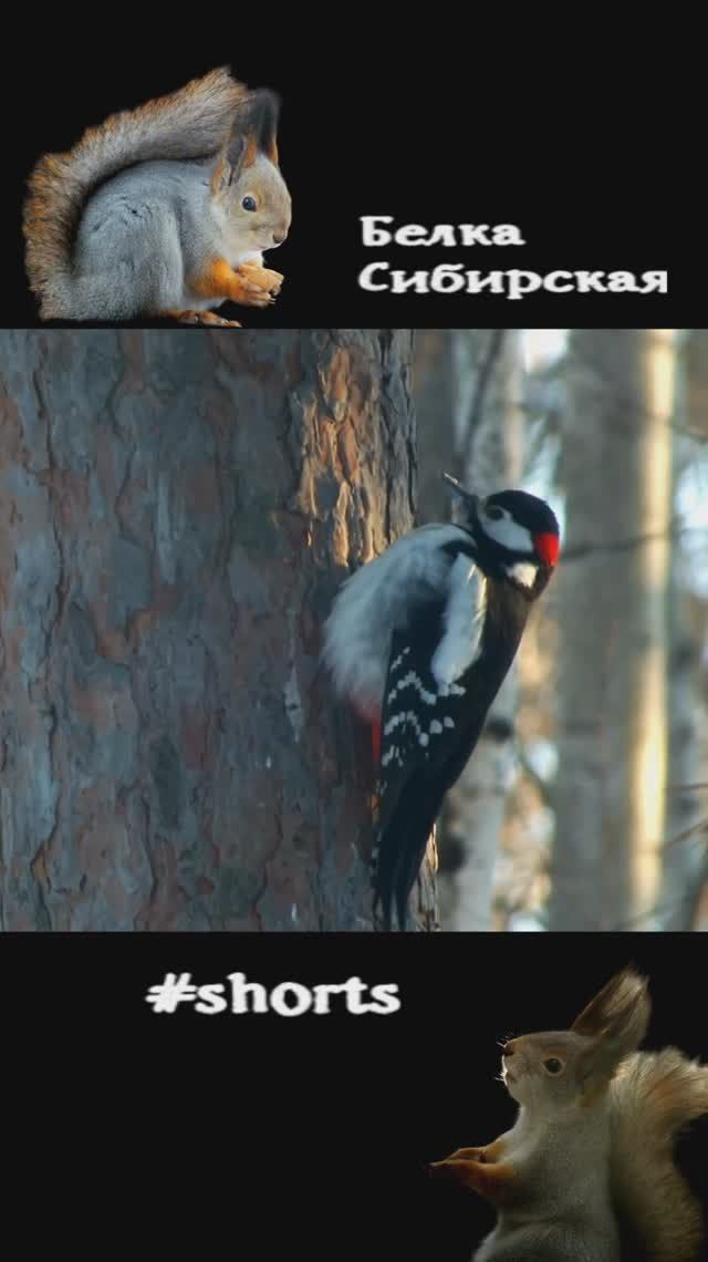 Большой пестрый дятел на дереве