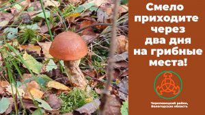 Смело приходите через два дня на грибные места!