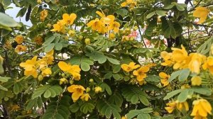 Деревья с жёлтыми цветами!