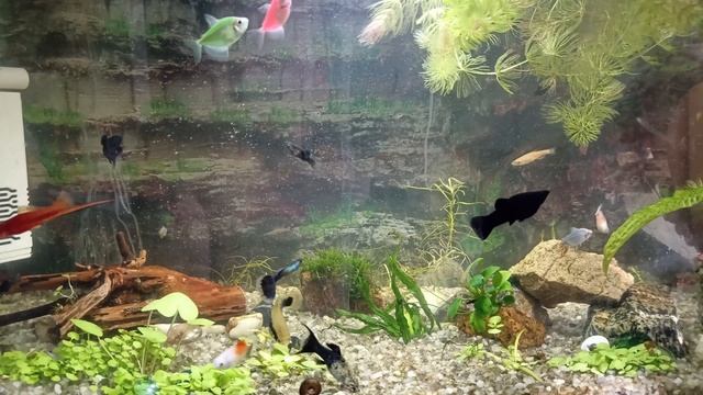 Новые рыбки в моем аквариуме и другие новости.