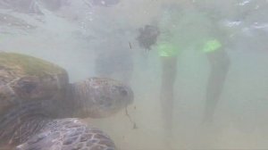 Гигантские зелёные черепахи. Шри Ланка