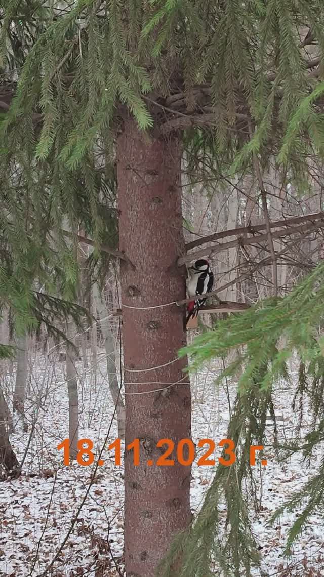 Как ёлка 4 года заживляла кузницу дятла