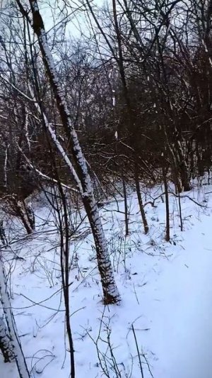 СВО