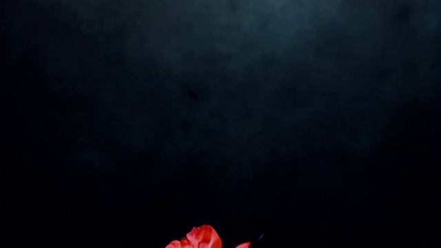 Москва-Питер.