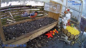 🔴 24 LIVE Главная Кормушка