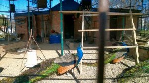 Парк Горького " Храм Архангела Михаила"!