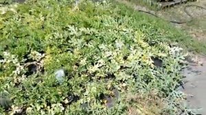 Дача 6 соток арбузы привитые на лагенарию.