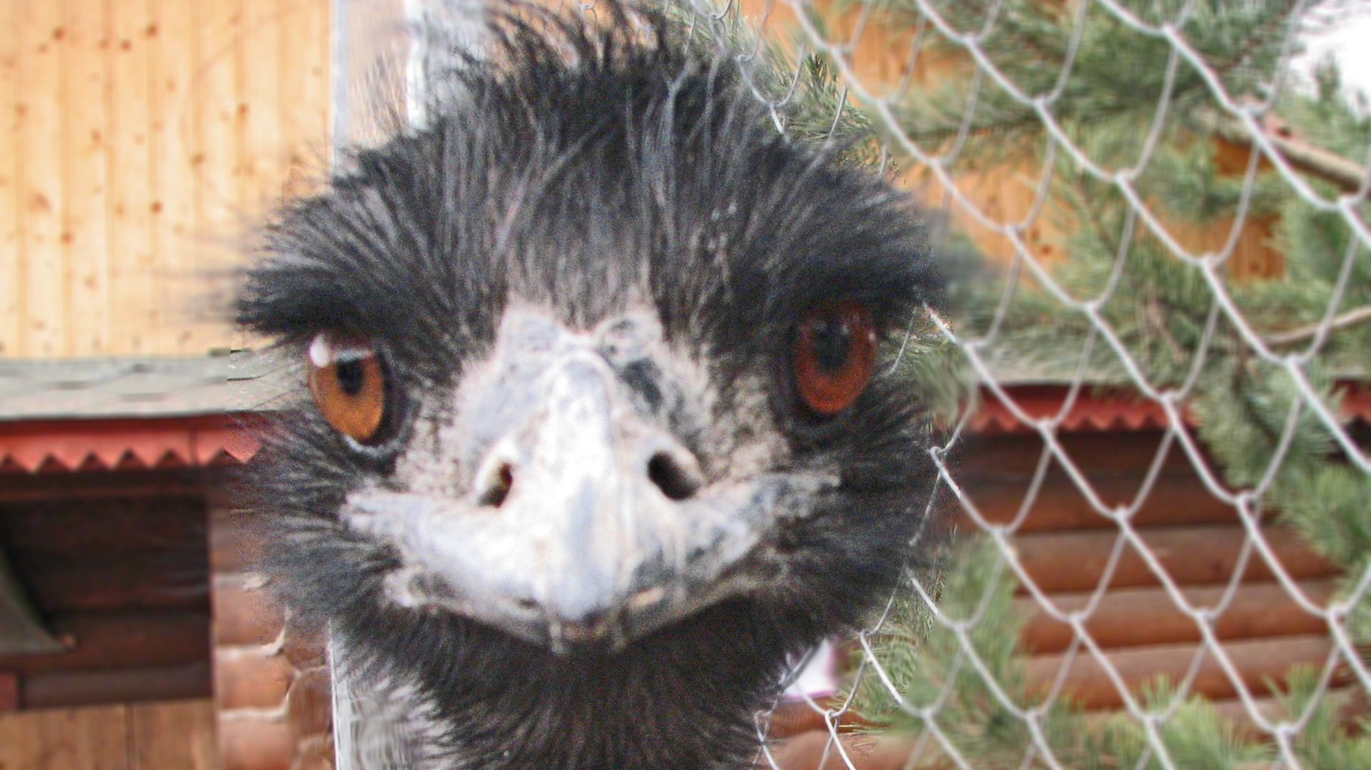 ПРОГУЛКА по НИЖЕГОРОДСКОМУ ЗООПАРКУ «ЛИМПОПО» в 2010-м: 2 серия "Про лица и морды, хвосты и колени"