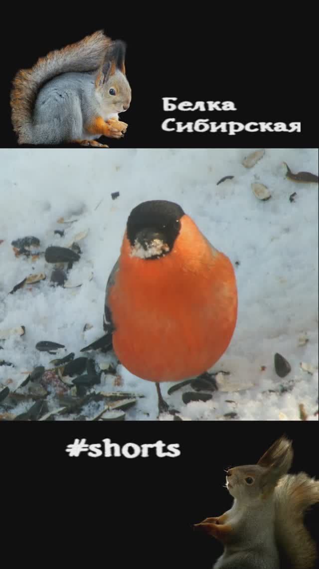 Снегирь под кормушкой главный