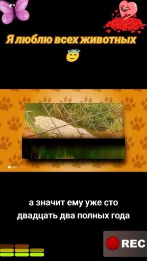 Животные приколы и не только😅