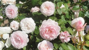 Сад ранней весной на востоке Ленинградской области. С праздником💕❤️. 07.03.2026