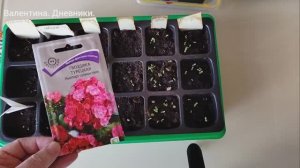 01.03.2026 Всходы цветов из посеянных 21 февраля семян. где то густо где-то пусто. жду.