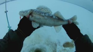 Ловля судака на тюльку.Рыбалка на верхней волге.