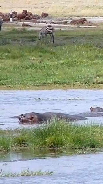 Бегемоты любят нырять?