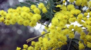 В Сочи распускаются магнолии и первоцветы, а в Абхазии море мимоз.