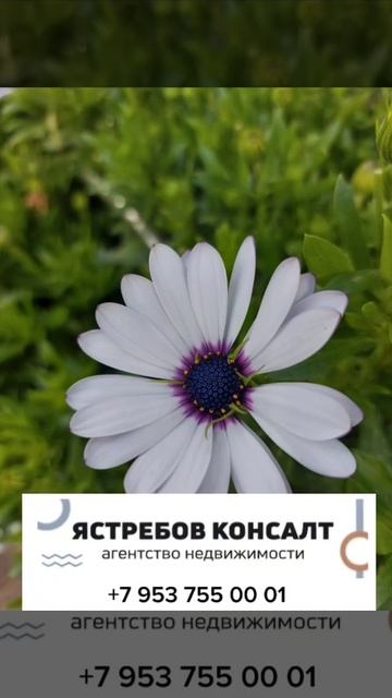 Продам 2комнатную квартиру в ЖК Ясногорская Резиденция Сочи 2026г.mp4