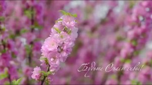 8 марта - праздник бабушек и мам