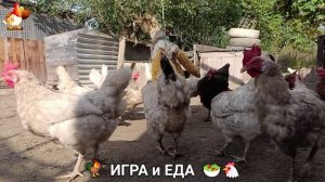 Кормление кур овощами и фруктами для зарядки и от скуки 🥗🐓🤗  (69)