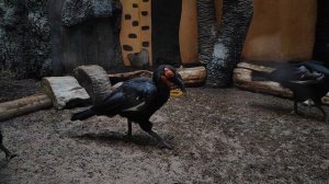 Кафрский рогатый ворон. Важная птичка. Птицы. Московский зоопарк