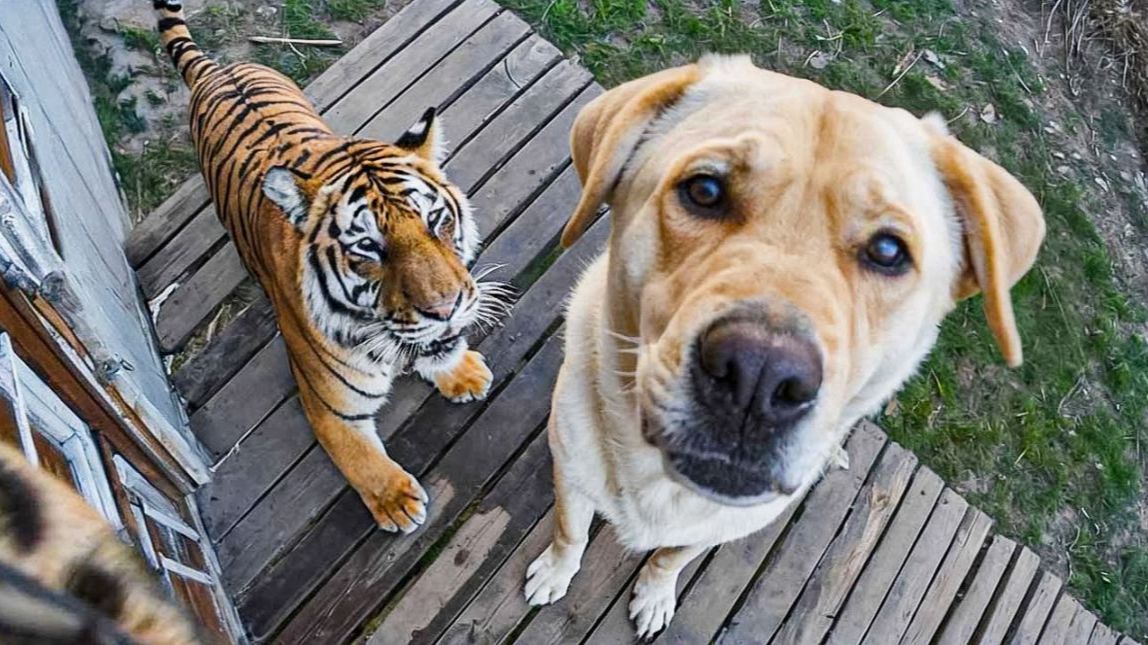 КОГДА ДОМАШНИЕ ЖИВОТНЫЕ ПРИВОДЯТ ДОМОЙ НОВОГО ДРУГА ВИДЕО ПРИКОЛЫ  #2