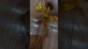 распаковка нового бокса с динозаврами