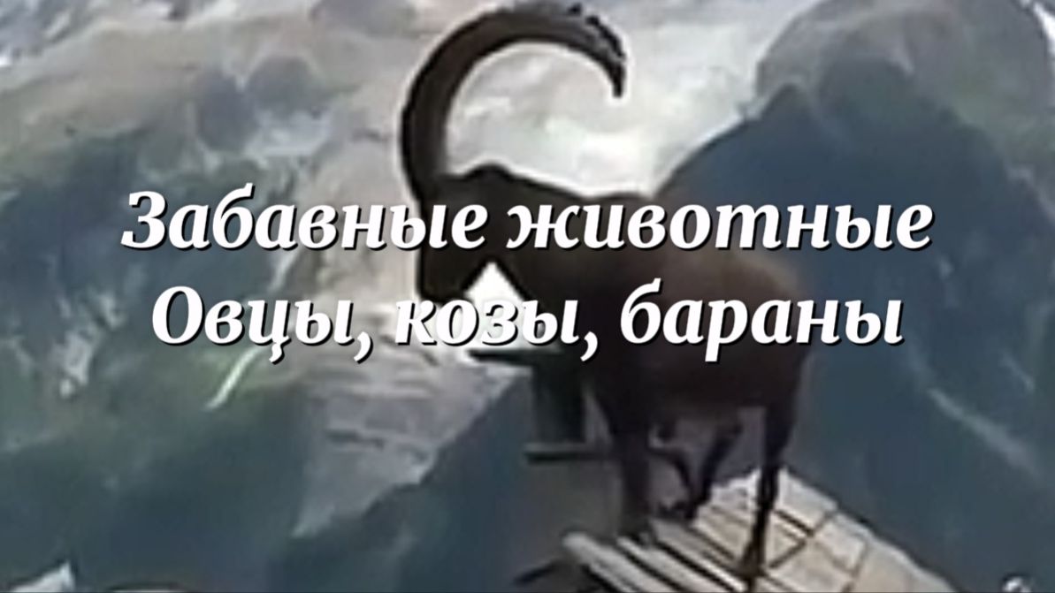 Забавные животные - ОВЦЫ, КОЗЫ, БАРАНЫ. Дикие и домашние животные
