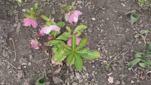 Обзор цветника с первоцветами!