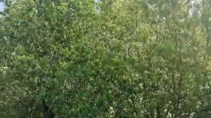 Скоро весна...музыка и исполнение_Олег Сапегин,слова_ Елена Садовникова