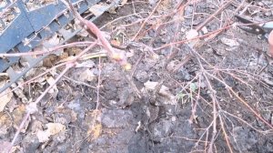 Обрезка плодовых деревьев и кустарников