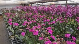 БАЙКАЛЬСКИЕ ЦВЕТЫ 🌸 прогулялись по этому прекрасному месту