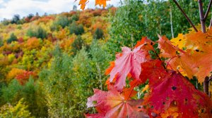 Все дороги ведут в золотую осень! (Из архива)