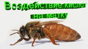 Влияние кислот на пчелиную матку: объясняет Владимир Георгиевич Кашковский