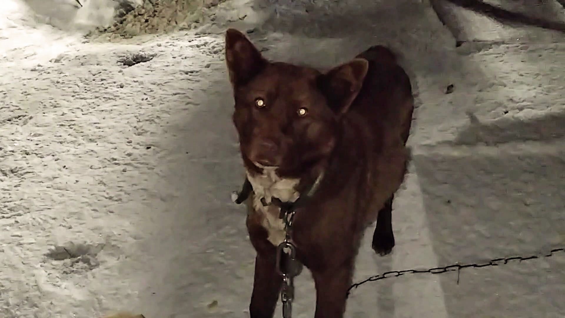 В предпраздничный вечер. Поздравления милым женщинам от Мишки! 07-03-2026