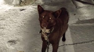 В предпраздничный вечер. Поздравления милым женщинам от Мишки! 07-03-2026