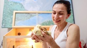 Сколько Птенчиков Вылупили | Идеи Нового Бизнеса | Меняю Занавески | Семейный Влог Эгине | Heghineh